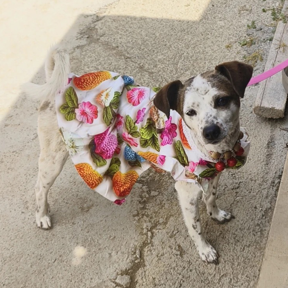 Summer Dog Clothes 3D Printed  - 3D Printing Yorkshire recensie en prijs
